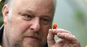 Nový král mezi Dragon´s Breath šlohl prvenství papričce Carolina Reaper