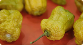 Nová nejpálivější paprička světa Pepper X přeskakuje hranici 3 mil. SHU