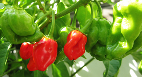 Plod Habanero Surinam
