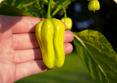 Jak pečovat o dospělé rostliny chilli