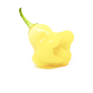 Aji White Fantasy