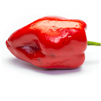 Poblano