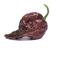Bhut Jolokia Chocolate
