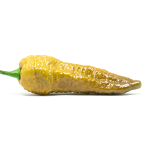 Bhut Jolokia Gold