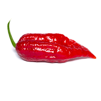 Bhut Ghost Jolokia Red
