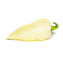Bhut Jolokia White