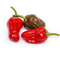 Black Scorpion Tongue