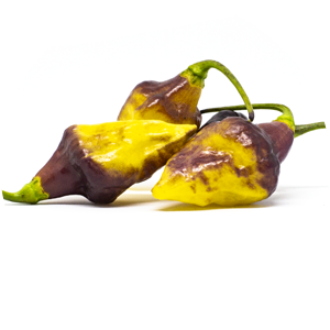 Bolivian Bumpy
