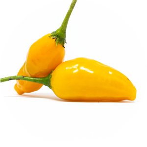 El Oro Ecuador
