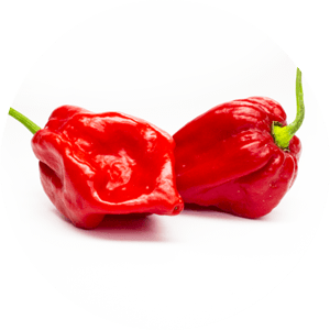 Habanero Surinam Red