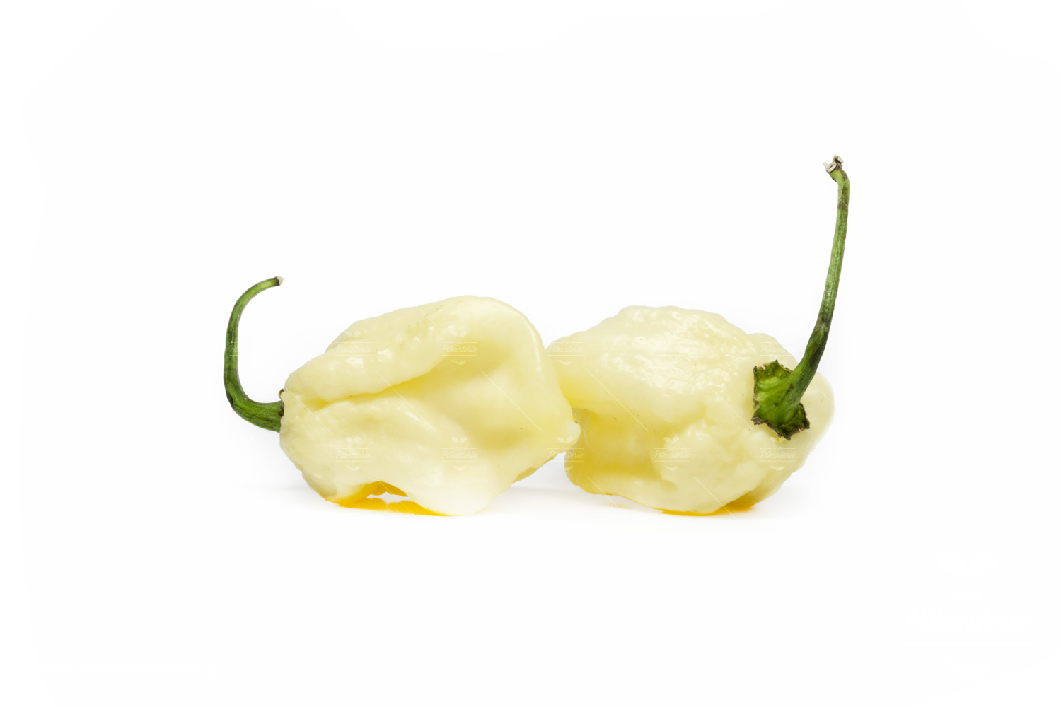 7 Pot White