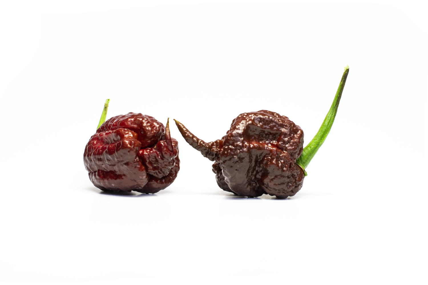 Carolina Reaper Chocolate