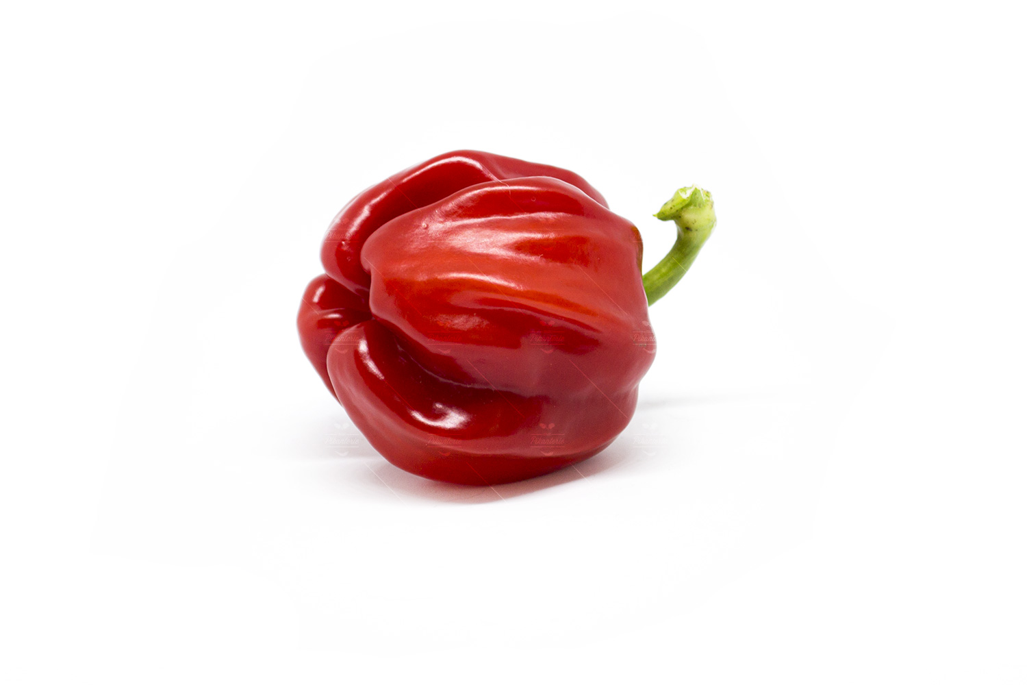 Criolla de Cocina