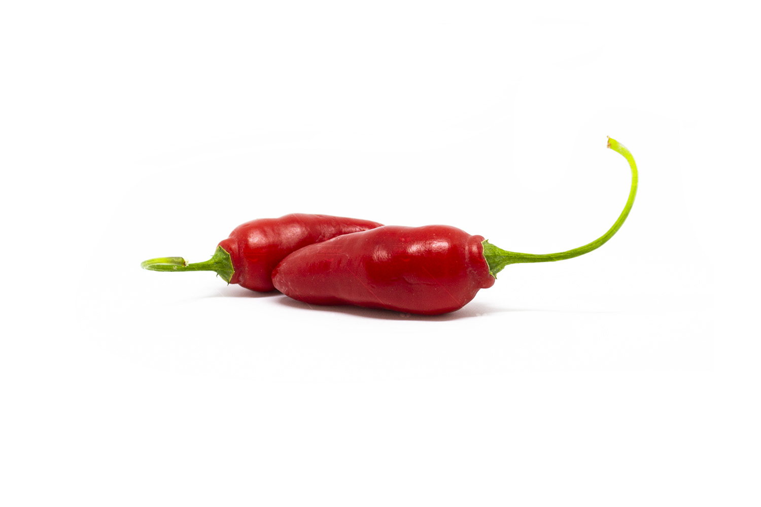 Rocoto Ají Largo