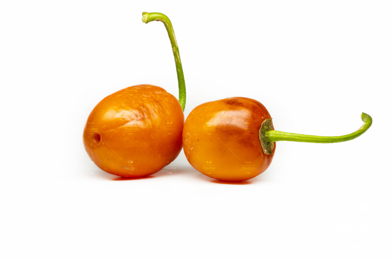 Rocoto Marlene