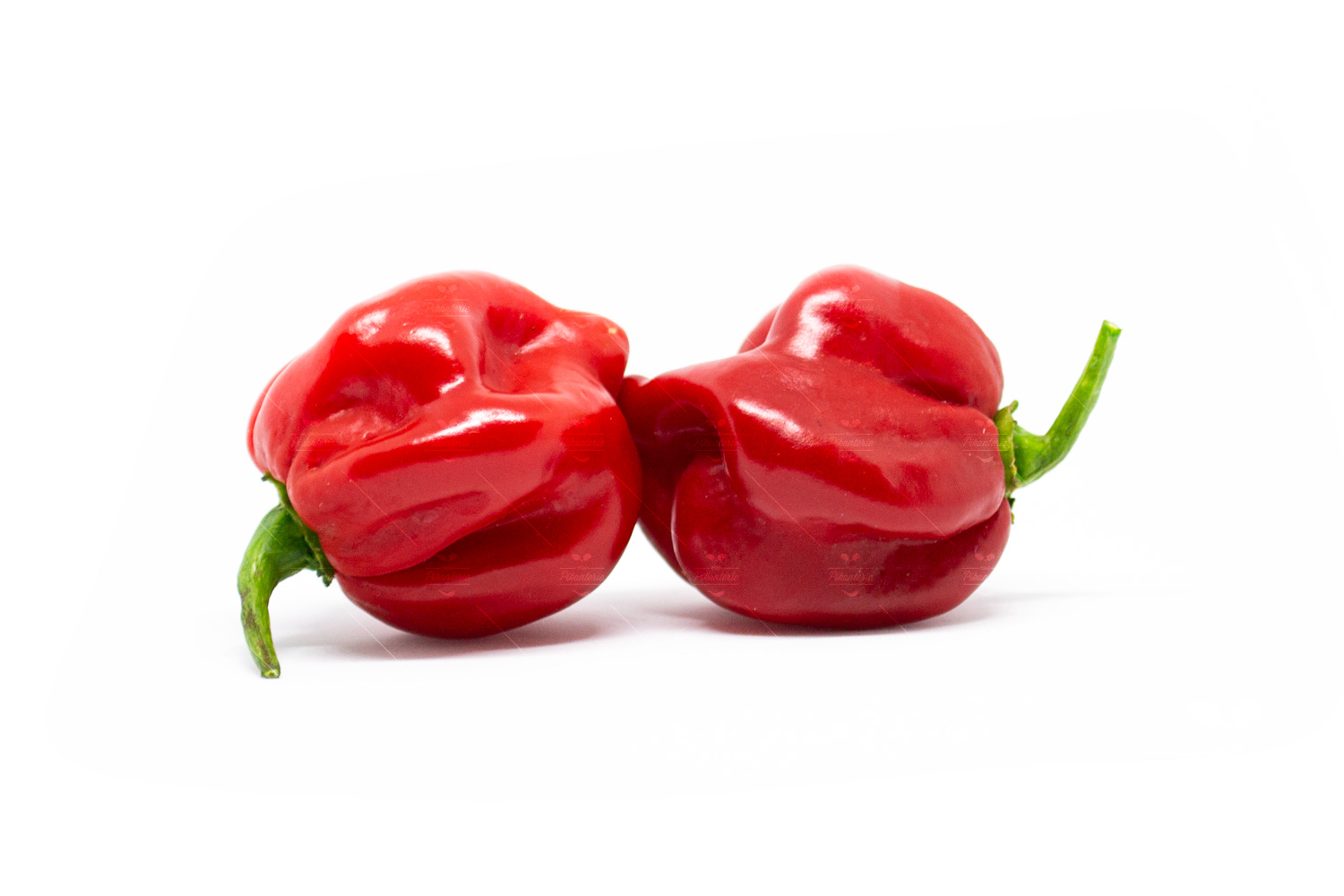 Scotch Bonnet