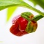 7 Pot Bubblegum