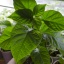 7 Pot Bubblegum Choco