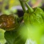 7 Pot Bubblegum Choco