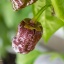 7 Pot Bubblegum Choco