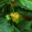 7 Pot Bubblegum Peach