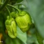 7 Pot Bubblegum Peach