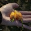 7 Pot Bubblegum Peach