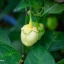 7 Pot Bubblegum White