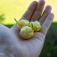 7 Pot Bubblegum White
