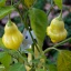 Aji White Fantasy