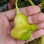 Aji White Fantasy