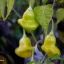 Aji White Fantasy