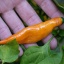 Ají Mango
