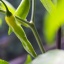 Aji Pineapple
