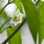Aji Pineapple