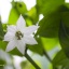 Poblano