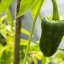 Poblano