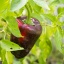 Poblano