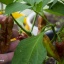 Bhut Jolokia Caramel