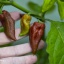 Bhut Jolokia Caramel