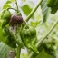 Bhut Jolokia Chocolate