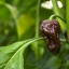 Bhut Jolokia Chocolate