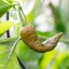 Bhut Jolokia Gold