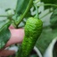Bhut Jolokia Gold