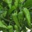 Bhut Jolokia Gold