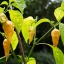 Bhut Jolokia Peach