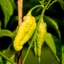 Bhut Jolokia Peach