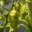 Bhut Jolokia Peach