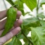 Bhut Ghost Jolokia Red