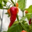 Bhut Ghost Jolokia Red